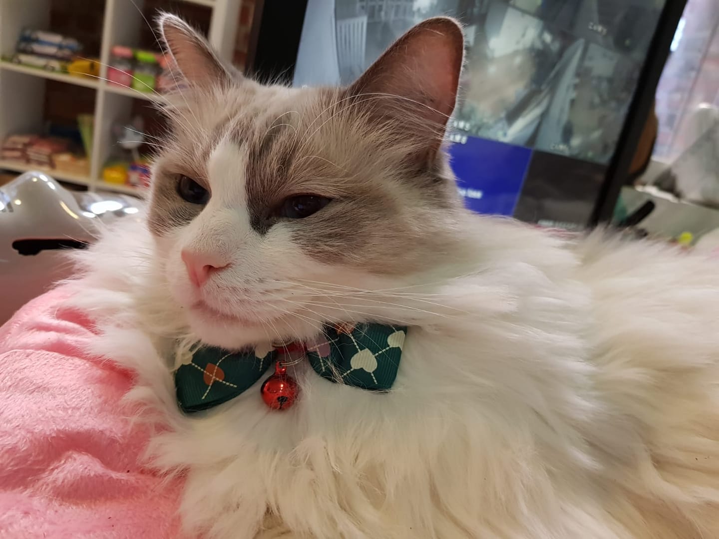 61323352_2855895194635649_6323741887639322624_o