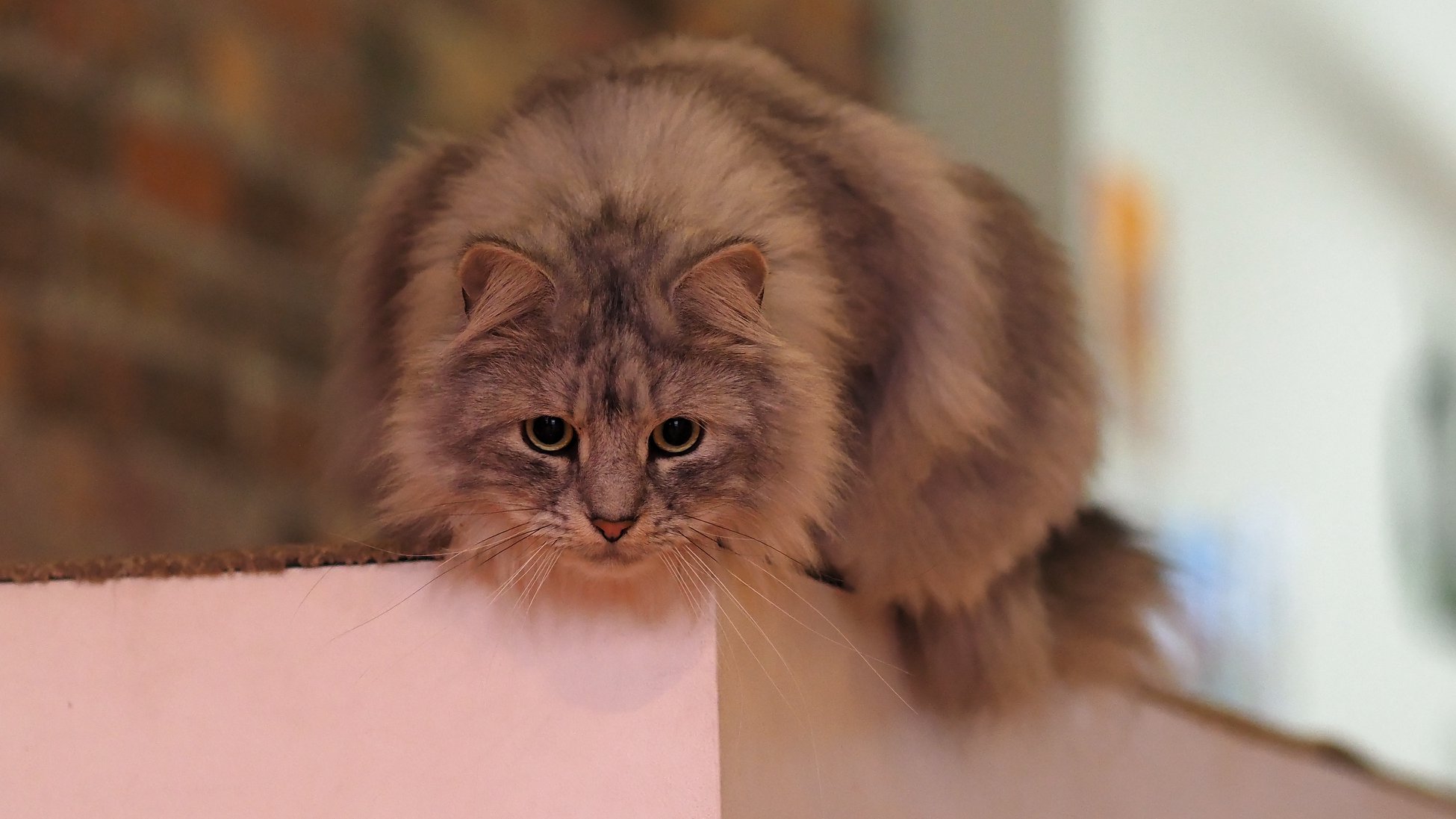 67876717_2914430792115422_329988320241123328_o