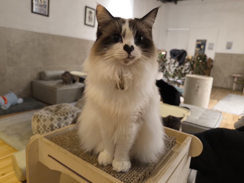 Cora