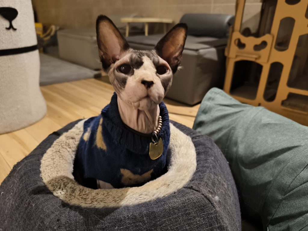 Dobby