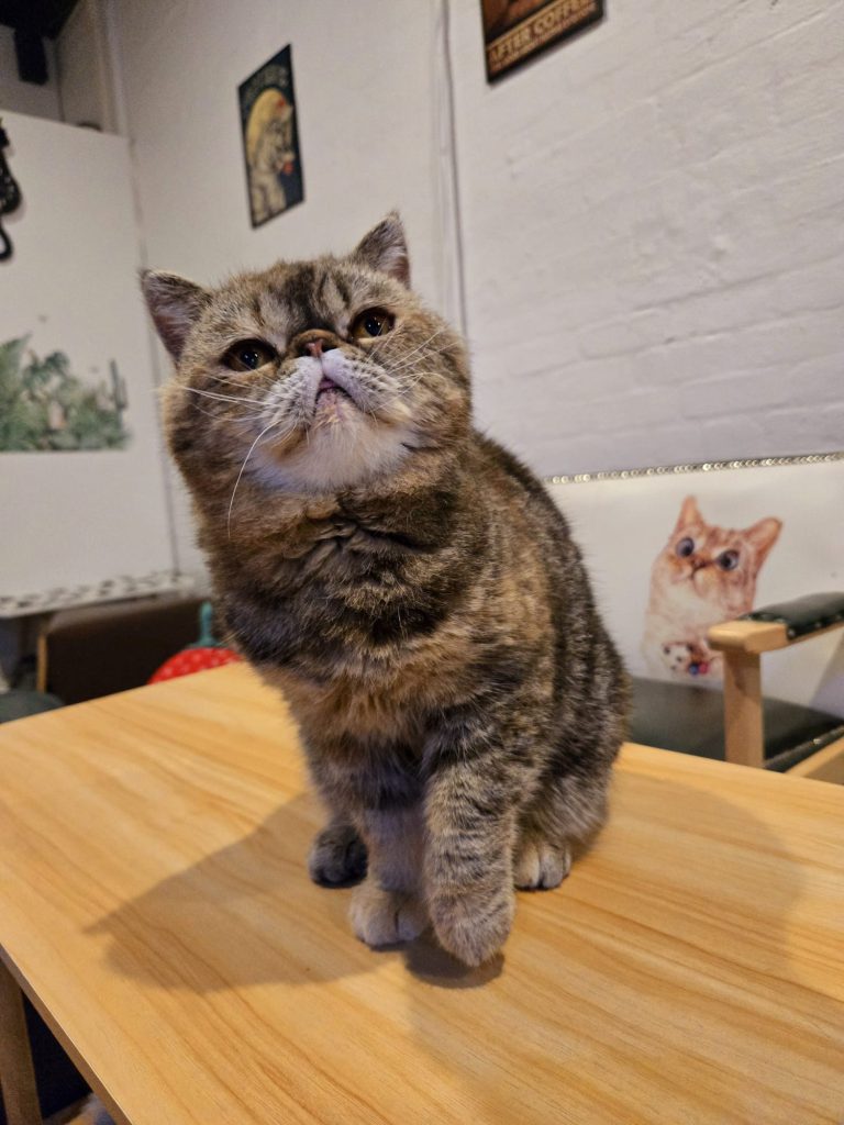 Hazel