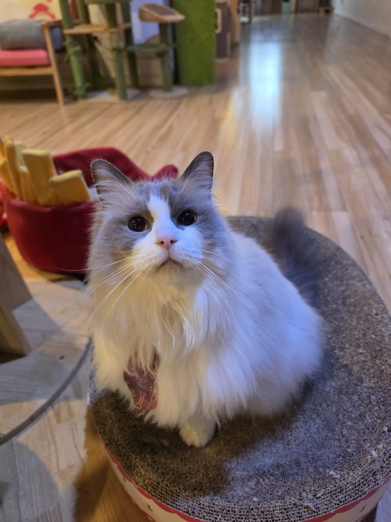Simba