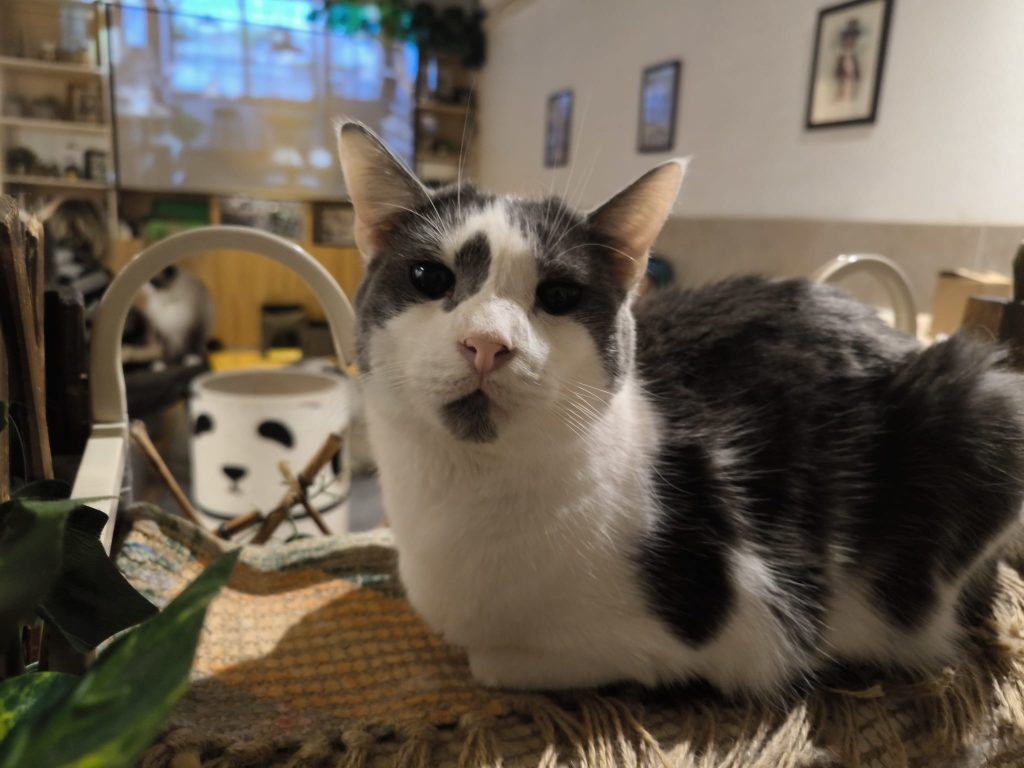 Meeko