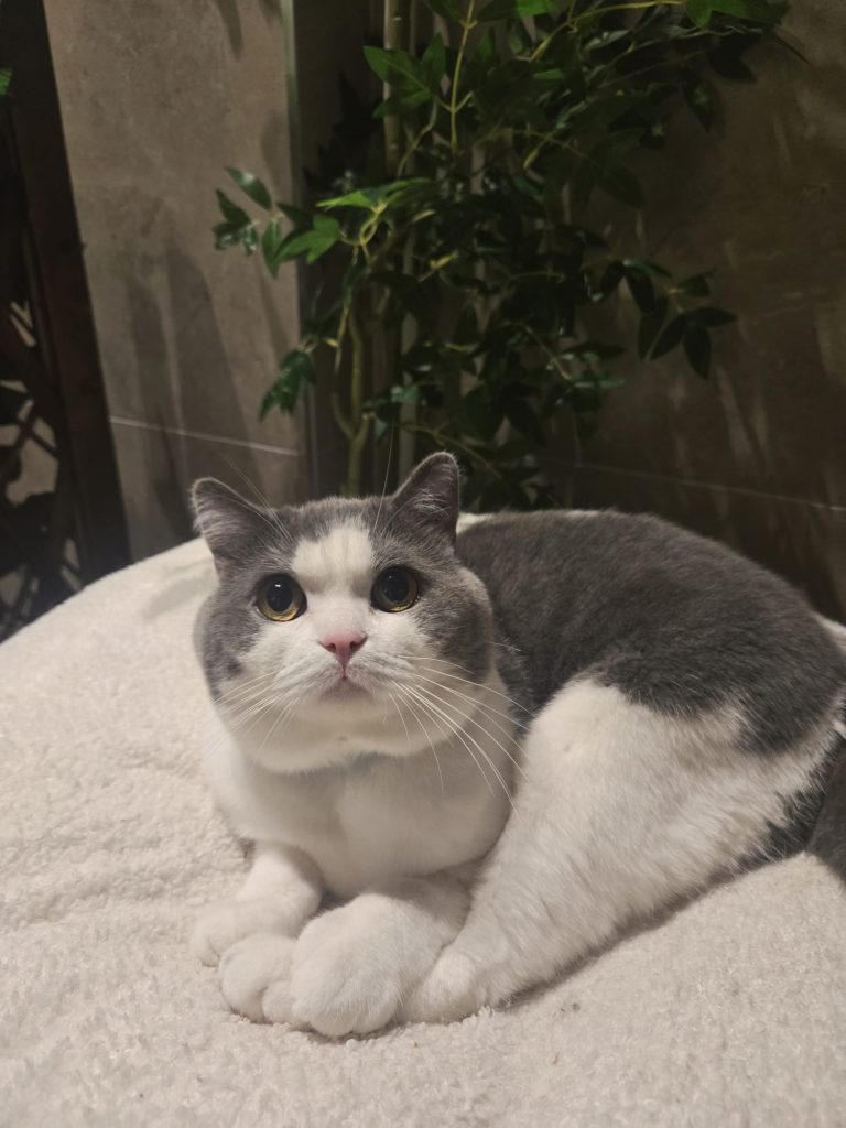 Ringo
