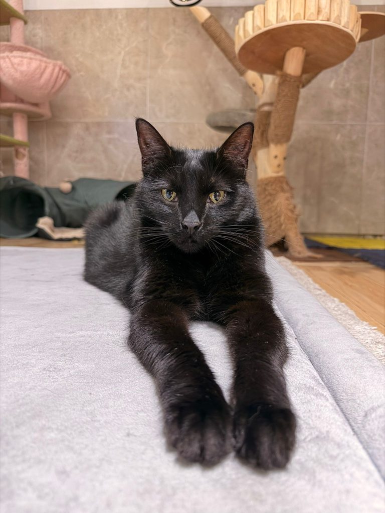 Salem